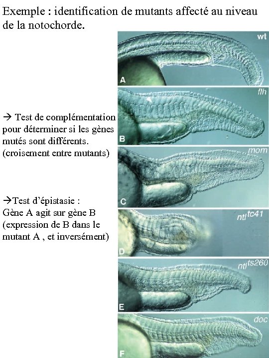 Exemple : identification de mutants affecté au niveau de la notochorde. Test de complémentation
