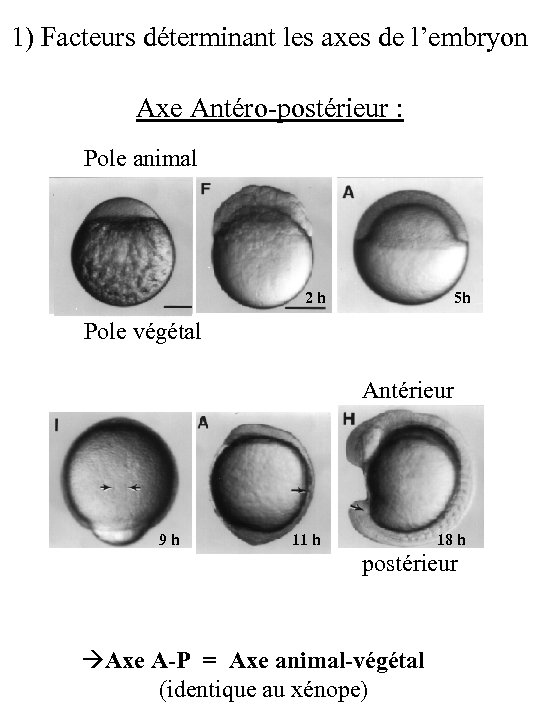 1) Facteurs déterminant les axes de l’embryon Axe Antéro-postérieur : Pole animal 45 m