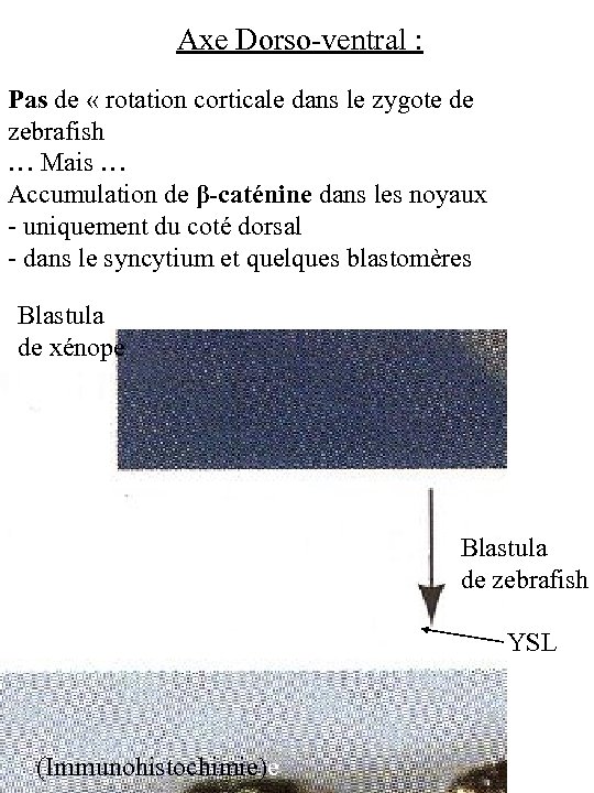 Axe Dorso-ventral : Pas de « rotation corticale dans le zygote de zebrafish …
