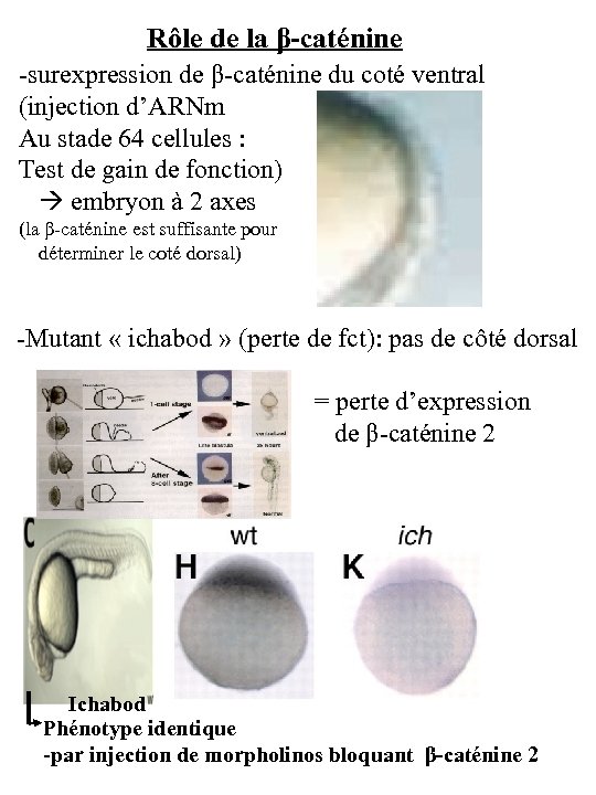 Rôle de la β-caténine -surexpression de β-caténine du coté ventral (injection d’ARNm Au stade