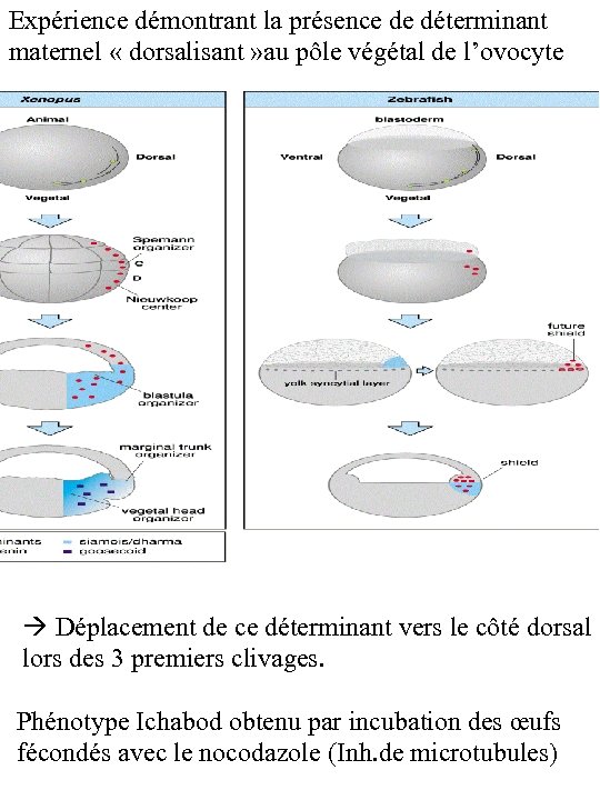 Expérience démontrant la présence de déterminant maternel « dorsalisant » au pôle végétal de
