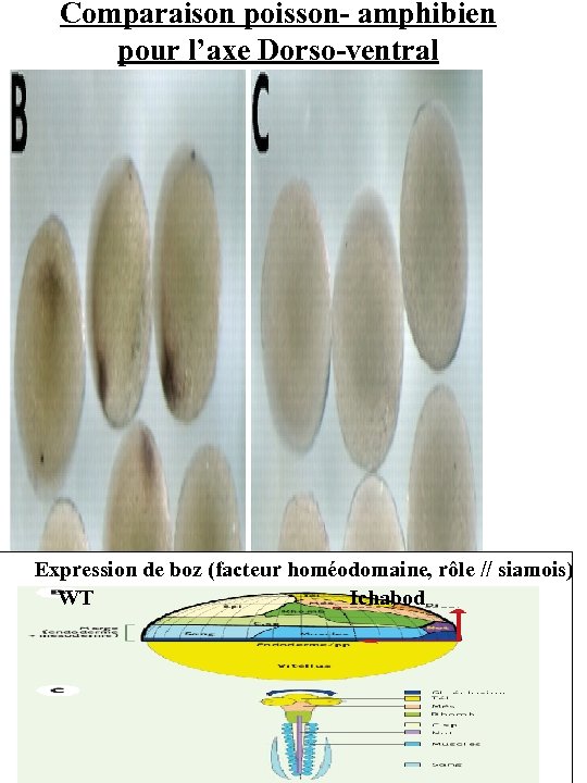 Comparaison poisson- amphibien pour l’axe Dorso-ventral Expression de boz (facteur homéodomaine, rôle // siamois)
