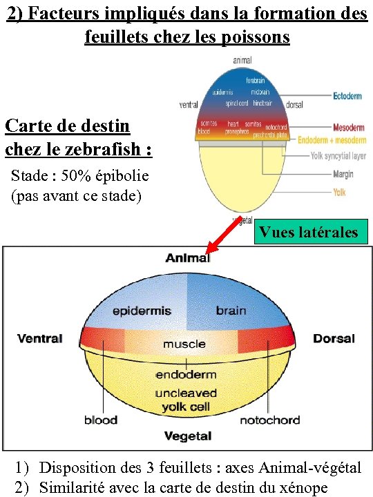 2) Facteurs impliqués dans la formation des feuillets chez les poissons Carte de destin