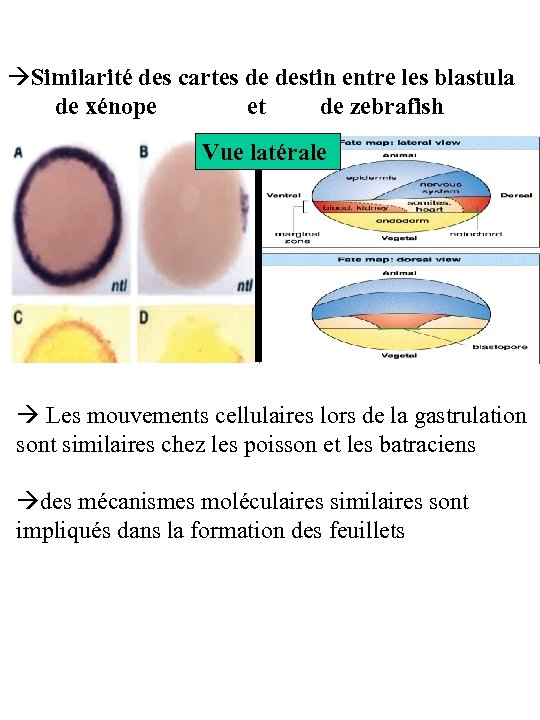  Similarité des cartes de destin entre les blastula de xénope et de zebrafish