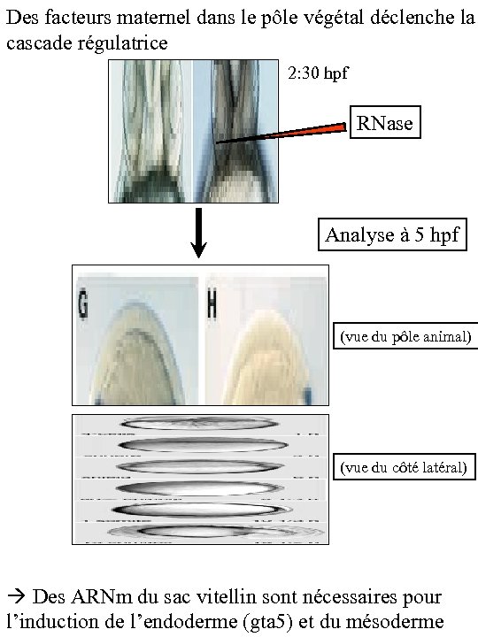 Des facteurs maternel dans le pôle végétal déclenche la cascade régulatrice 2: 30 hpf