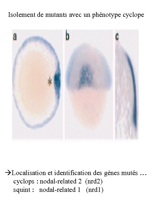 Isolement de mutants avec un phénotype cyclope Localisation et identification des gènes mutés …