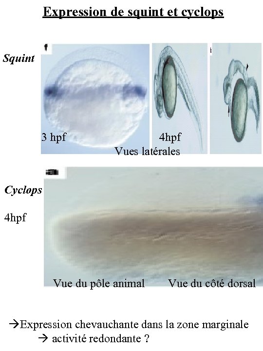 Expression de squint et cyclops Squint 3 hpf 4 hpf Vues latérales Cyclops 4