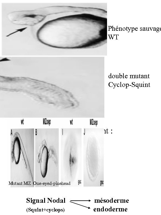 Phénotype sauvage WT double mutant Cyclop-Squint Double mutant Cyclop-Squint : pas d’endoderme Pas de
