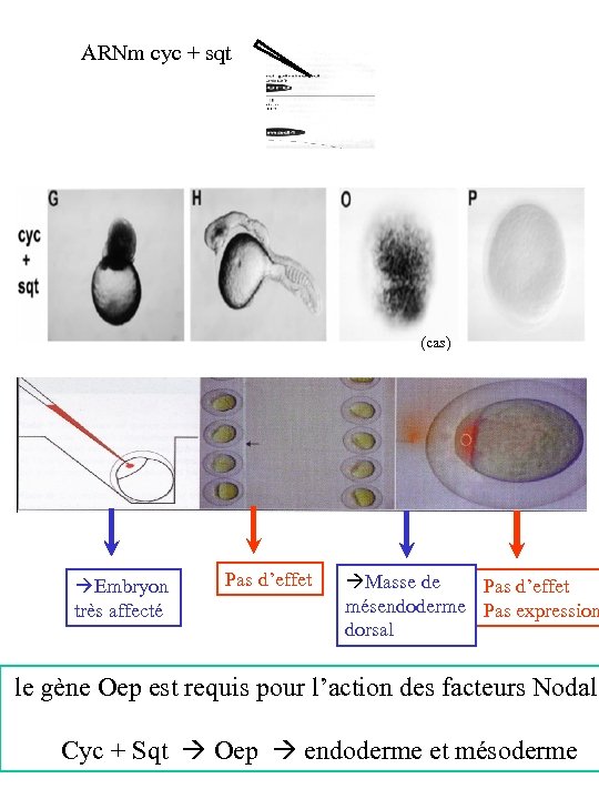 ARNm cyc + sqt (cas) Embryon très affecté Pas d’effet Masse de Pas d’effet