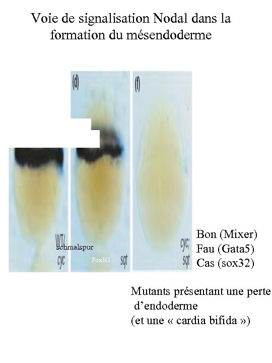 Voie de signalisation Nodal dans la formation du mésendoderme Page 20 solnica schmalspur Fox.