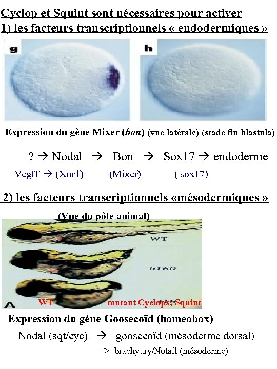 Cyclop et Squint sont nécessaires pour activer 1) les facteurs transcriptionnels « endodermiques »