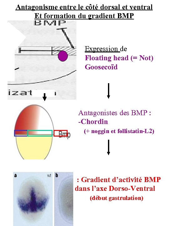 Antagonisme entre le côté dorsal et ventral Et formation du gradient BMP Expression de
