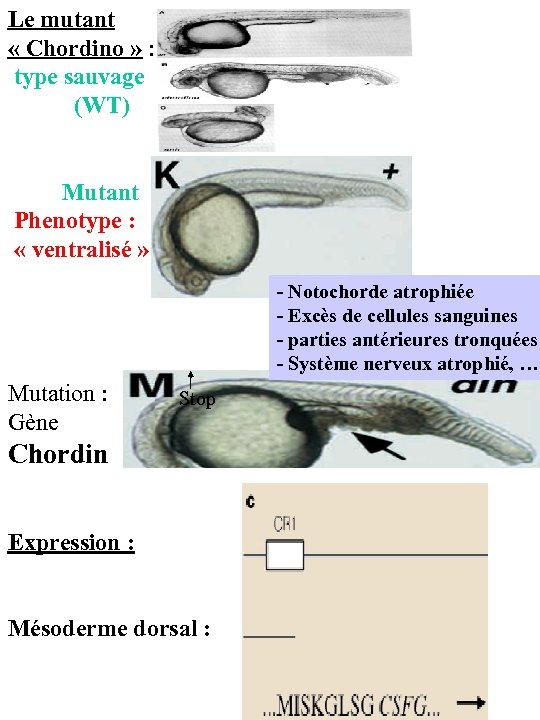 Le mutant « Chordino » : type sauvage (WT) Mutant Phenotype : « ventralisé