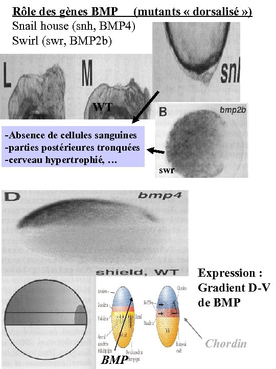 Rôle des gènes BMP (mutants « dorsalisé » ) Snail house (snh, BMP 4)