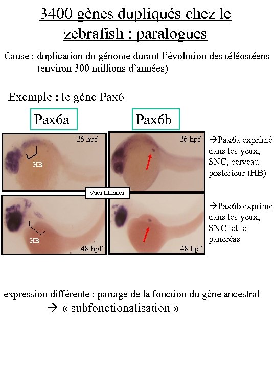 3400 gènes dupliqués chez le zebrafish : paralogues Cause : duplication du génome durant