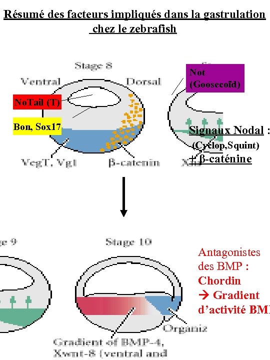 Résumé des facteurs impliqués dans la gastrulation chez le zebrafish Not (Goosecoïd) No. Tail