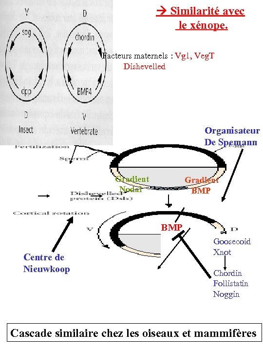  Similarité avec le xénope. Facteurs maternels : Vg 1, Veg. T Dishevelled Organisateur