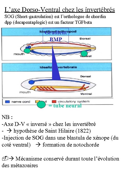 L’axe Dorso-Ventral chez les invertébrés SOG (Short-gastrulation) est l’orthologue de chordin dpp (decapentaplegic) est
