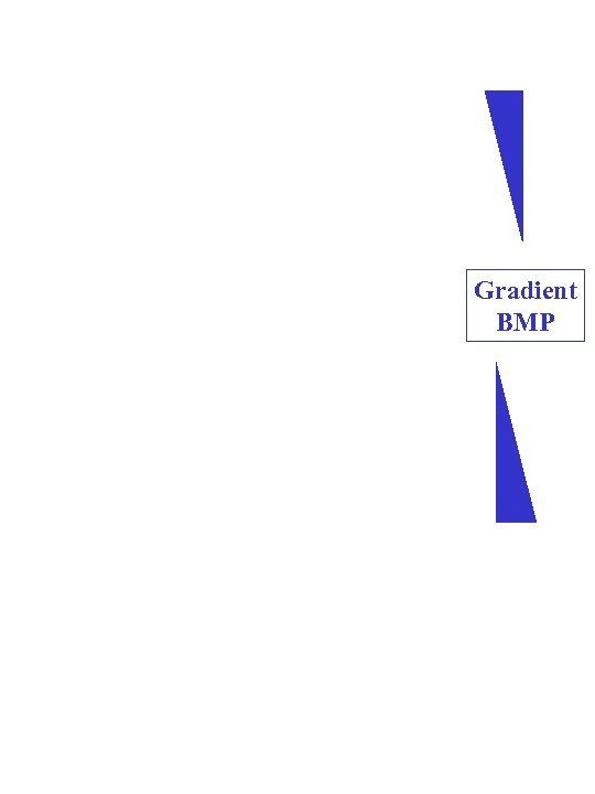 Gradient BMP 