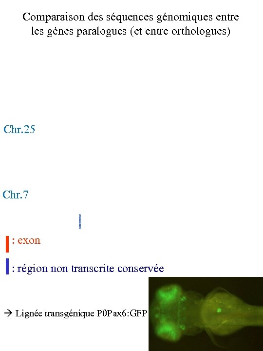 Comparaison des séquences génomiques entre les gènes paralogues (et entre orthologues) Chr. 25 Chr.