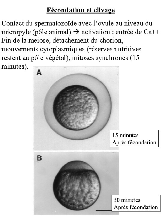 Fécondation et clivage Contact du spermatozoïde avec l’ovule au niveau du micropyle (pôle animal)
