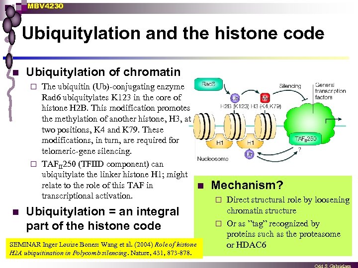 MBV 4230 Ubiquitylation and the histone code n Ubiquitylation of chromatin The ubiquitin (Ub)-conjugating