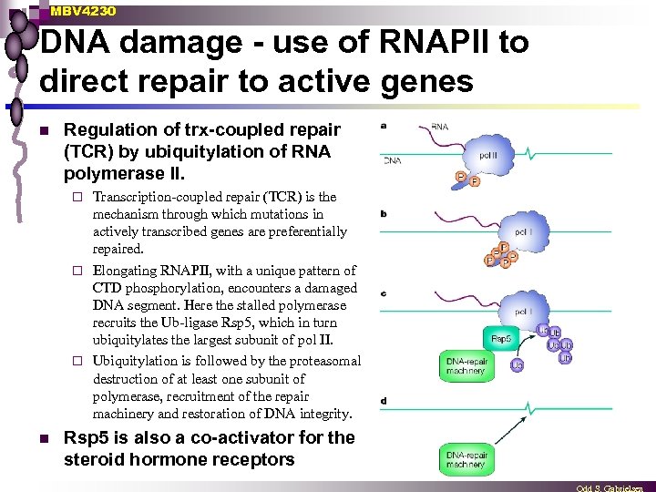 MBV 4230 DNA damage - use of RNAPII to direct repair to active genes