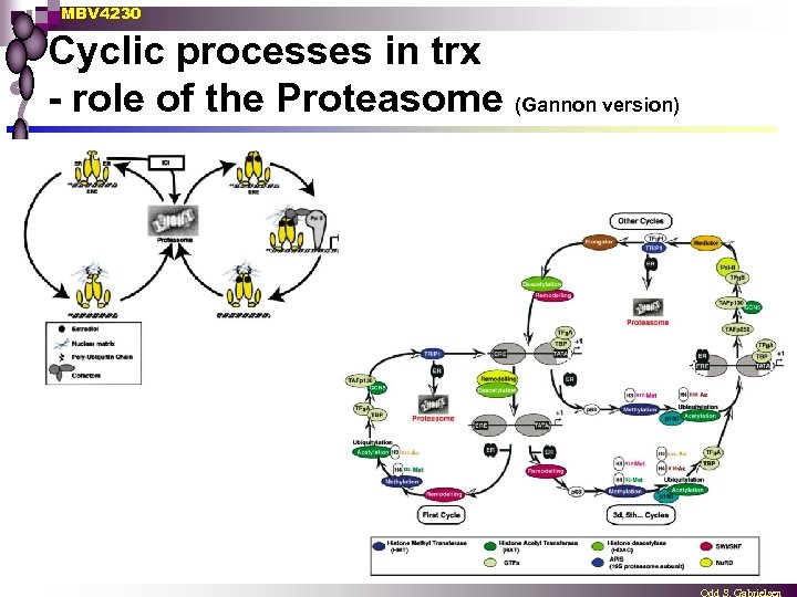 MBV 4230 Cyclic processes in trx - role of the Proteasome (Gannon version) 