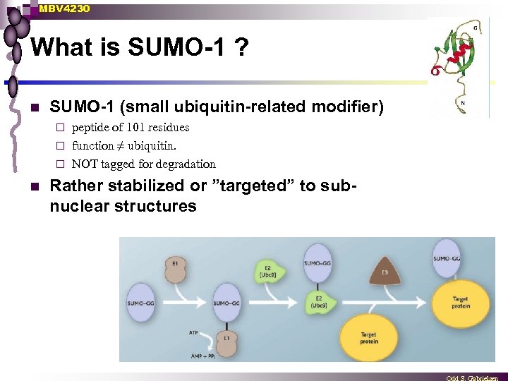 MBV 4230 What is SUMO-1 ? n SUMO-1 (small ubiquitin-related modifier) peptide of 101