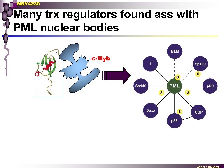 MBV 4230 Many trx regulators found ass with PML nuclear bodies c-Myb 