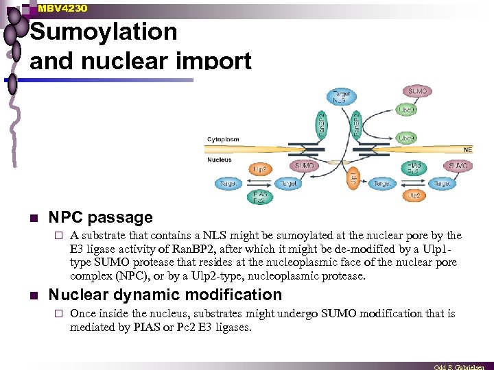 MBV 4230 Sumoylation and nuclear import n NPC passage ¨ n A substrate that
