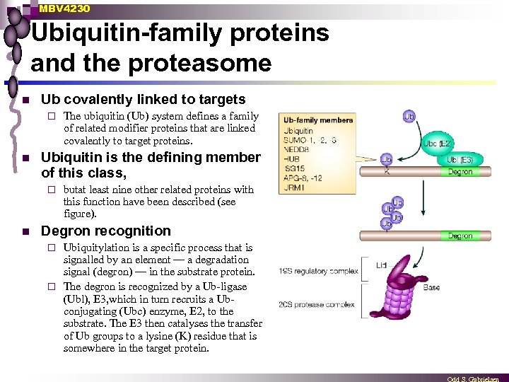 MBV 4230 Ubiquitin-family proteins and the proteasome n Ub covalently linked to targets ¨
