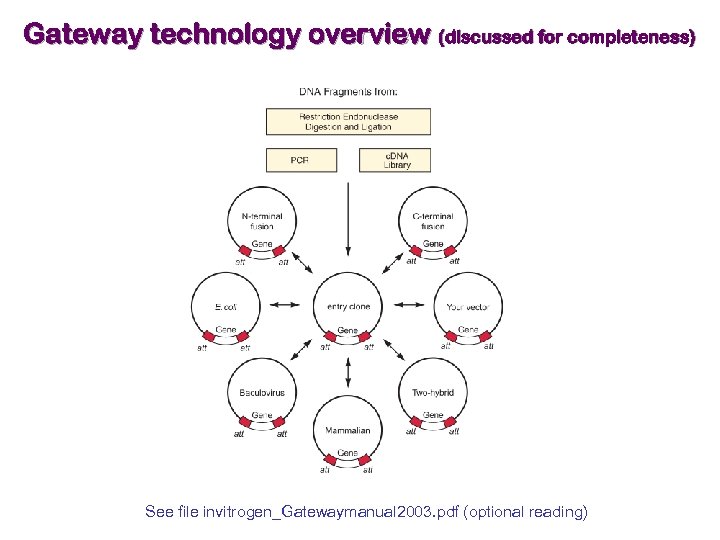 Gateway technology overview (discussed for completeness) See file invitrogen_Gatewaymanual 2003. pdf (optional reading) 