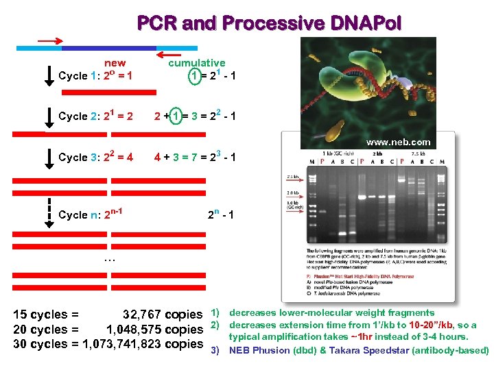 PCR and Processive DNAPol new Cycle 1: 2 o = 1 cumulative 1 =