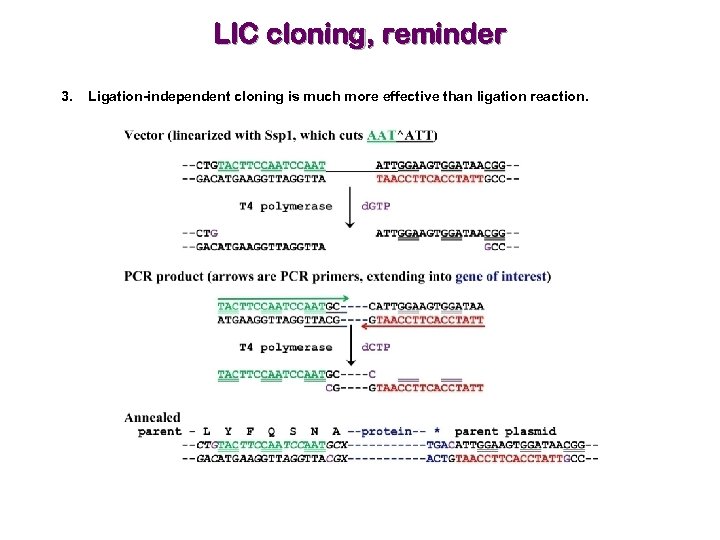 ligation independent cloning serial cloner