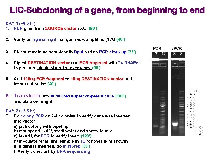 LIC-Subcloning of a gene, from beginning to end DAY 1 (~6. 5 hr) 1.