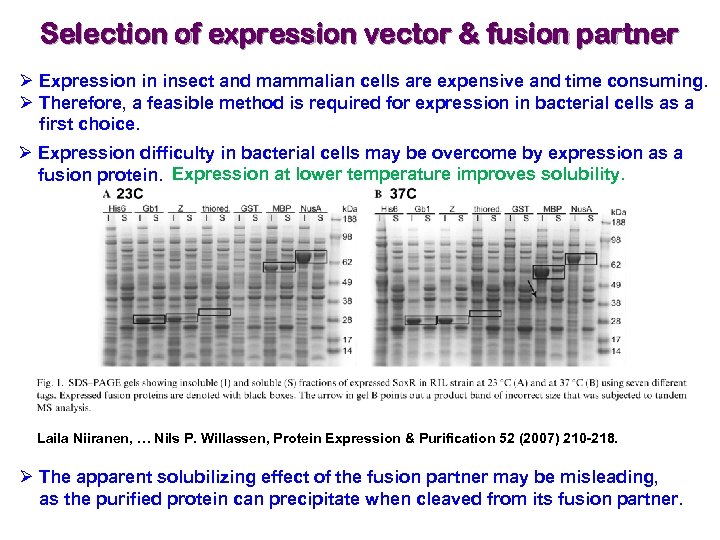 Selection of expression vector & fusion partner Ø Expression in insect and mammalian cells