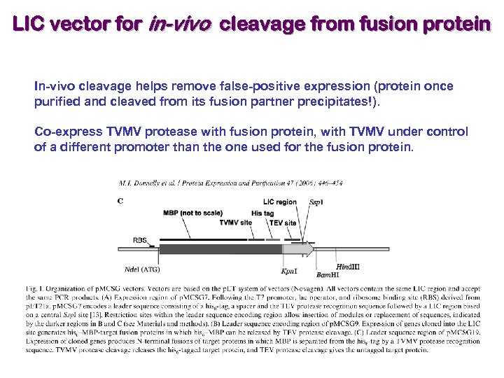 LIC vector for in-vivo cleavage from fusion protein In-vivo cleavage helps remove false-positive expression