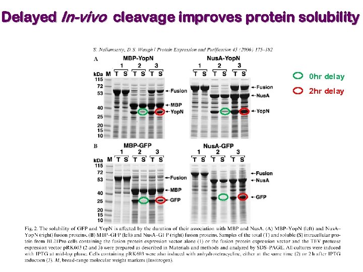 Delayed In-vivo cleavage improves protein solubility 0 hr delay 2 hr delay 