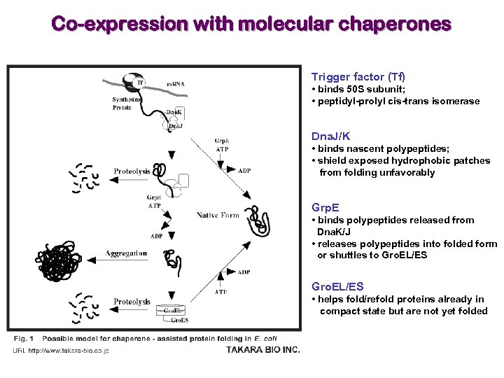 Co-expression with molecular chaperones Trigger factor (Tf) • binds 50 S subunit; • peptidyl-prolyl