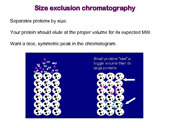 Size exclusion chromatography Separates proteins by size. Your protein should elute at the proper