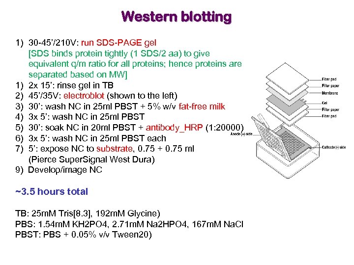 Western blotting 1) 30 -45’/210 V: run SDS-PAGE gel [SDS binds protein tightly (1