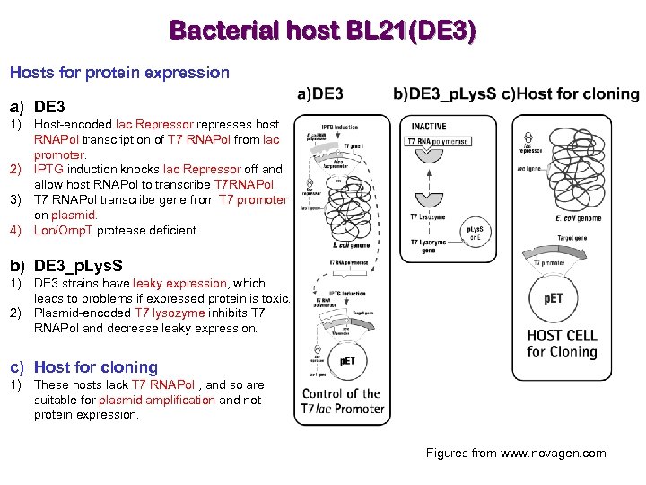 Bacterial host BL 21(DE 3) Hosts for protein expression a) DE 3 1) Host-encoded