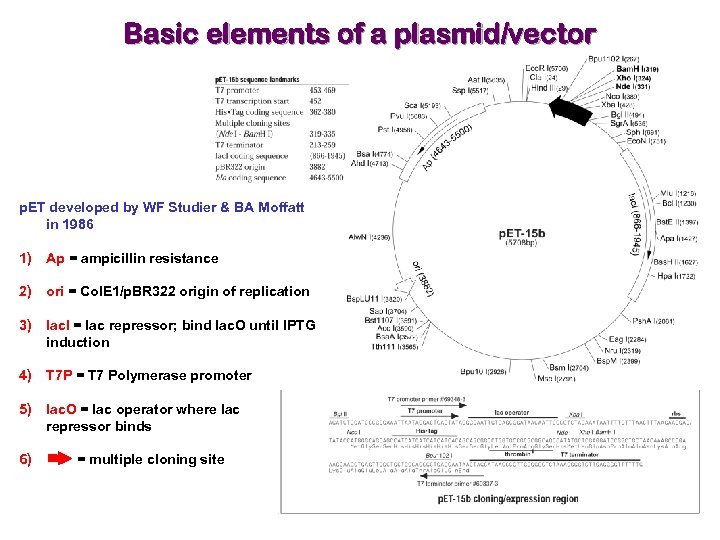 Basic elements of a plasmid/vector p. ET developed by WF Studier & BA Moffatt