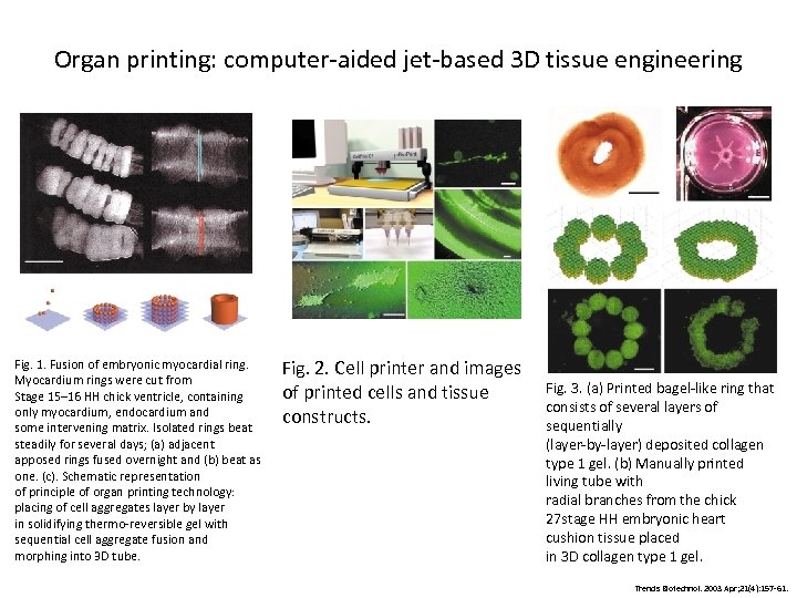 Organ printing: computer-aided jet-based 3 D tissue engineering Fig. 1. Fusion of embryonic myocardial