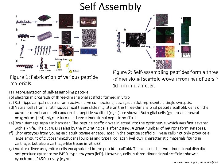 Self Assembly Figure 1: Fabrication of various peptide materials. Figure 2: Self-assembling peptides form