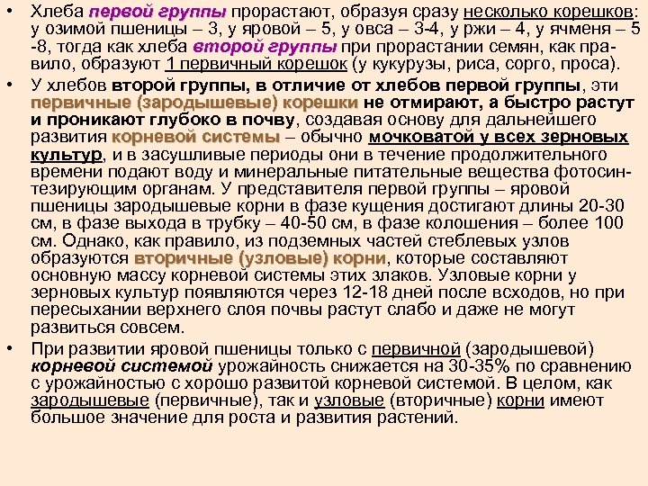  • Хлеба первой группы прорастают, образуя сразу несколько корешков: у озимой пшеницы –