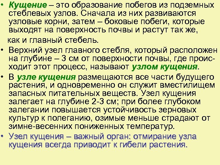  • Кущение – это образование побегов из подземных стеблевых узлов. Сначала из них