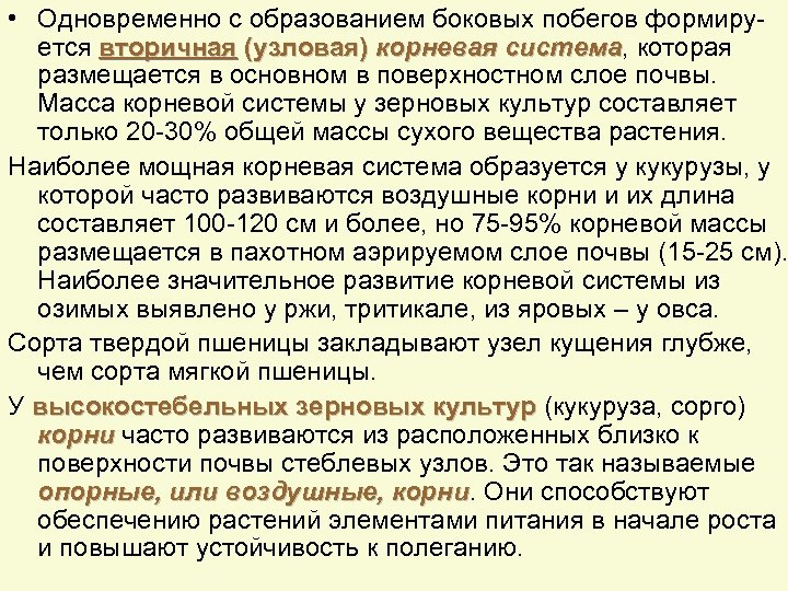  • Одновременно с образованием боковых побегов формируется вторичная (узловая) корневая система, которая система