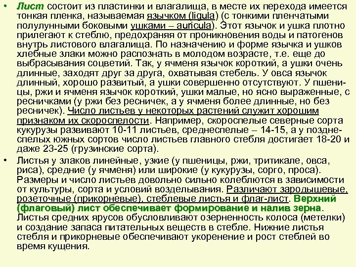  • Лист состоит из пластинки и влагалища, в месте их перехода имеется тонкая